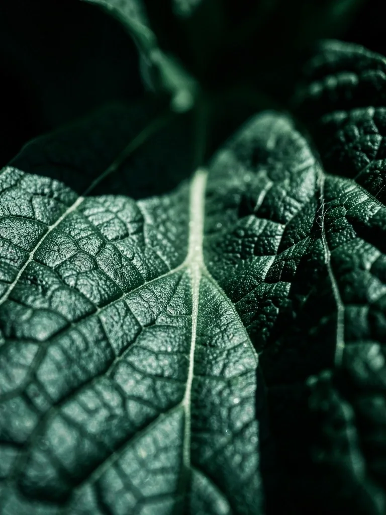 Macro photography of dark green botanical leaves