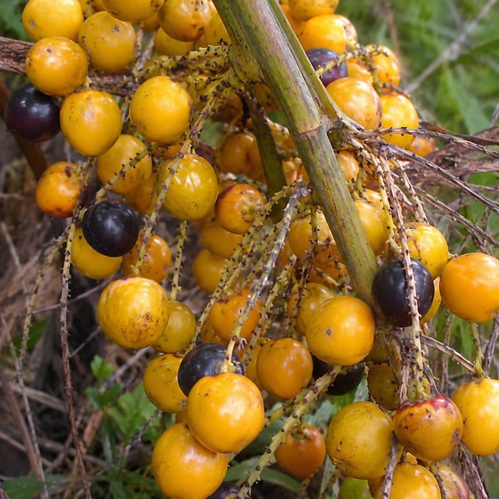 Natural palm berries providing a botanical foundation for men
